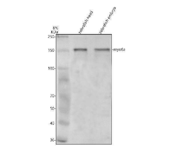 azf1q6q6 myo6a primary antibodies wb testing 1