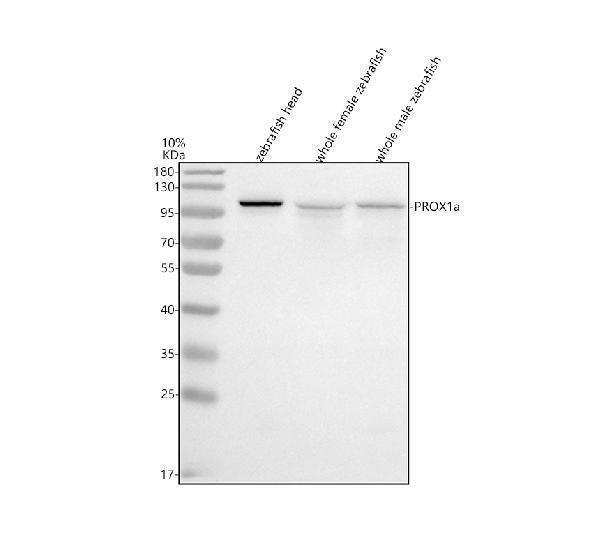 azf1qae1 prox1a primary antibodies wb testing 1