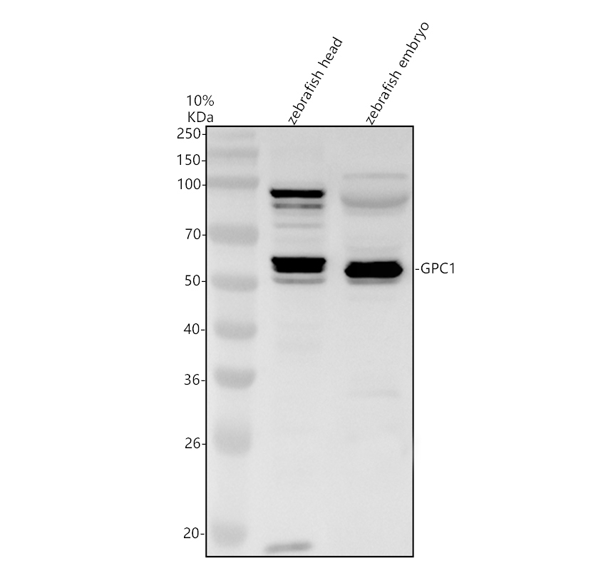 azf1qcc6 gpc1 primary antibodies wb testing 1