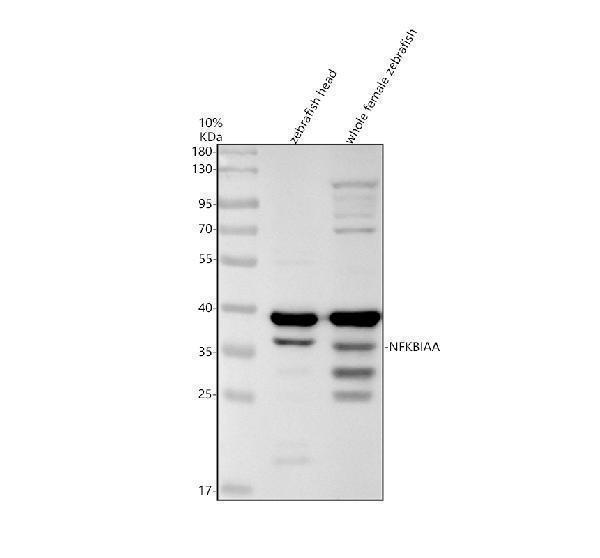 azf1qcg4 nfkbiaa primary antibodies wb testing 1
