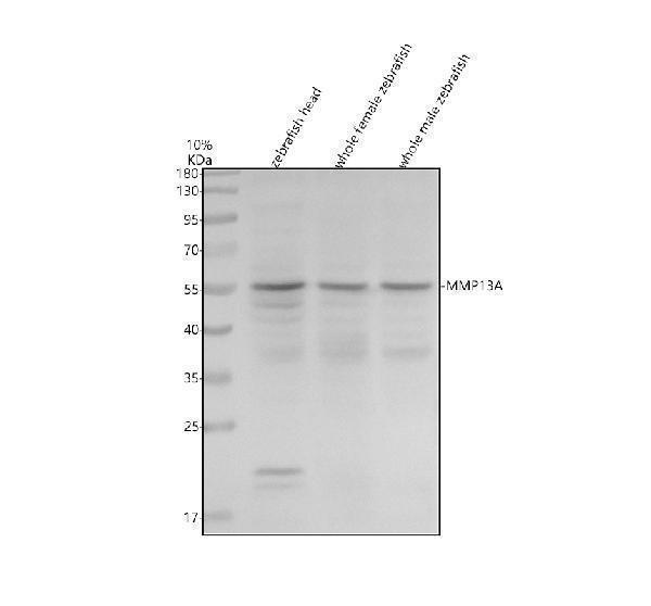 azf1qcx8 mmp13a primary antibodies wb testing 1