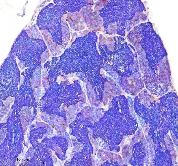  IHC analysis of Flotillin 1/FLOT1 using anti-Flotillin 1/FLOT1 antibody (AZF1QEW4)