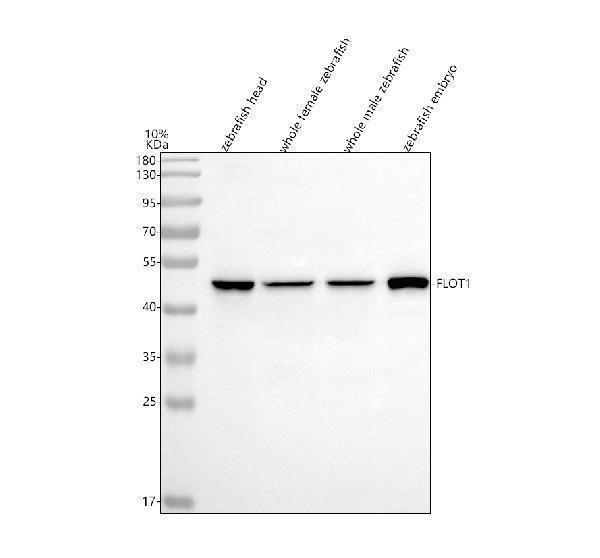  Western blot analysis of Flotillin 1/FLOT1 using anti-Flotillin 1/FLOT1 antibody (AZF1QEW4)