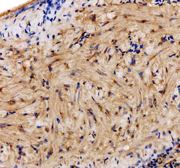  IHC analysis of Zebrafish BAG5 using anti-Zebrafish BAG5 antibody (AZF1QGM6)
