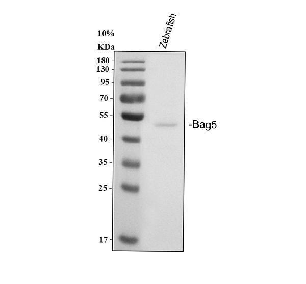  Western blot analysis of Zebrafish BAG5 using anti-Zebrafish BAG5 antibody (AZF1QGM6)
