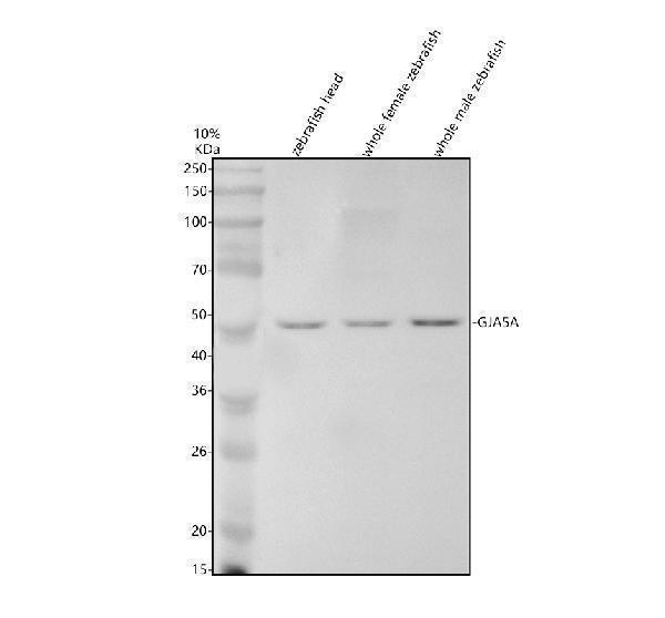 azf1ql21 gja5a primary antibodies wb testing 1