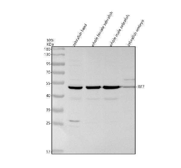 azf1qng2 irf7 primary antibodies wb testing 1