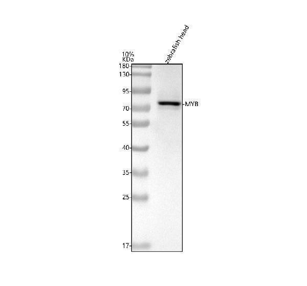  Western blot analysis of c-Myb/MYB using anti-c-Myb/MYB antibody (AZF1QP25)