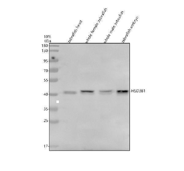Western blot analysis of HSD3B1 using anti-HSD3B1 antibody (AZF1QSA2)