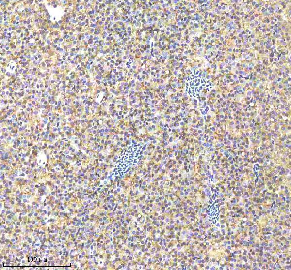  IHC analysis of Caspase 9/CASP9 using anti-Caspase 9/CASP9 antibody (AZF1QSB1)