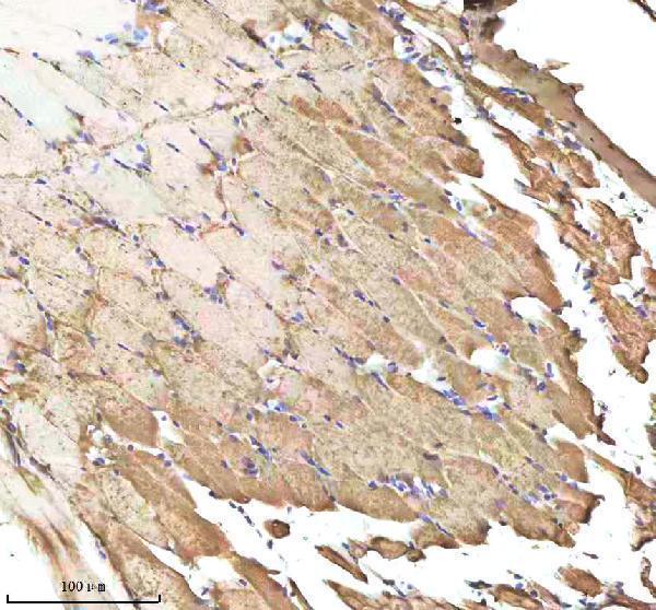  IHC analysis of Caspase 9/CASP9 using anti-Caspase 9/CASP9 antibody (AZF1QSB1)