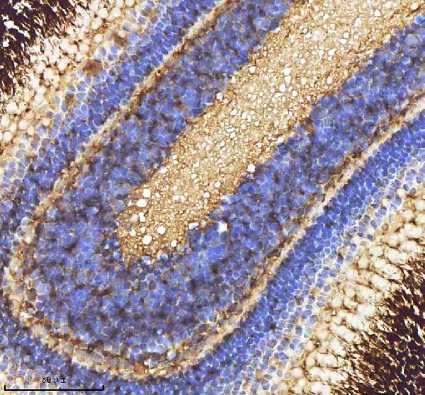 azf1qsb1 caspase 9 casp9 primary antibodies ihc testing 4