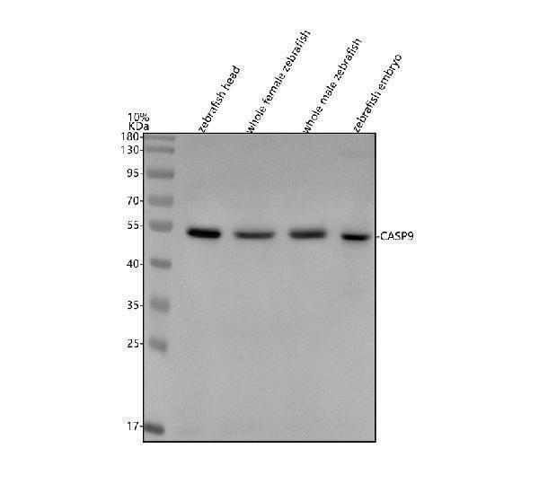  Western blot analysis of Caspase 9/CASP9 using anti-Caspase 9/CASP9 antibody (AZF1QSB1)