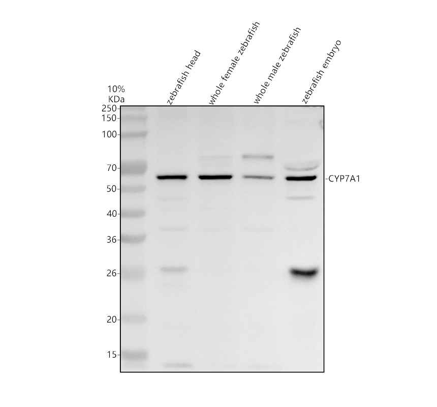 azf1qu76 cyp7a1 primary antibodies wb testing 1
