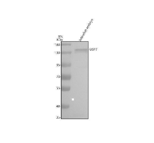 Western blot analysis of USP7 using anti-USP7 antibody (AZF1QUS9)
