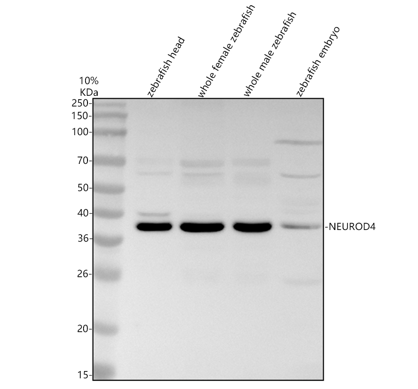 azf1qwm8 neurod4 primary antibodies wb testing 1