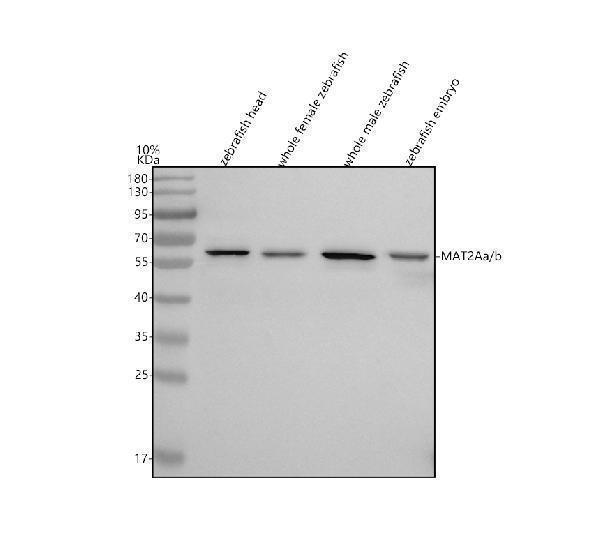 azf1qyu7 mat2aa b primary antibodies wb testing 1