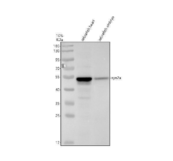 azf1r0a8 syn2a primary antibodies wb testing 1