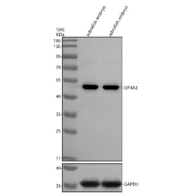azf1r166 eif4a2 primary antibodies wb testing 1