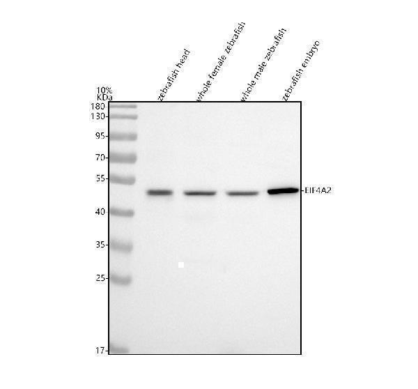  Western blot analysis of EIF4A2 using anti-EIF4A2 antibody (AZF1R166)