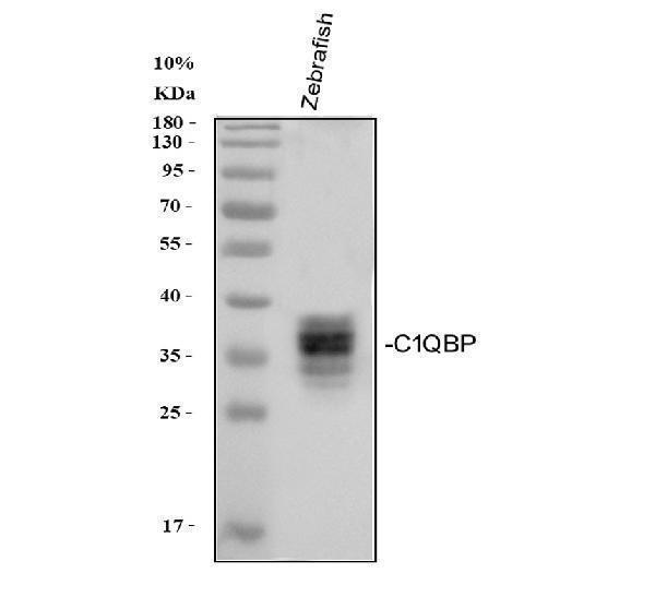  Western blot analysis of Zebrafish C1QBP using anti-Zebrafish C1QBP antibody (AZF1R3F7)