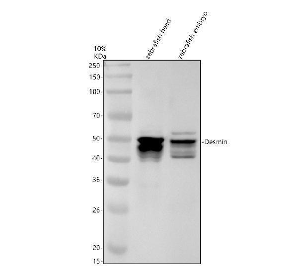 azf1r8w4 desma primary antibodies wb testing 1