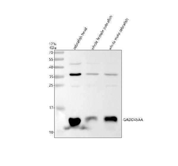 azf1r8z0 gadd45aa primary antibodies wb testing 1