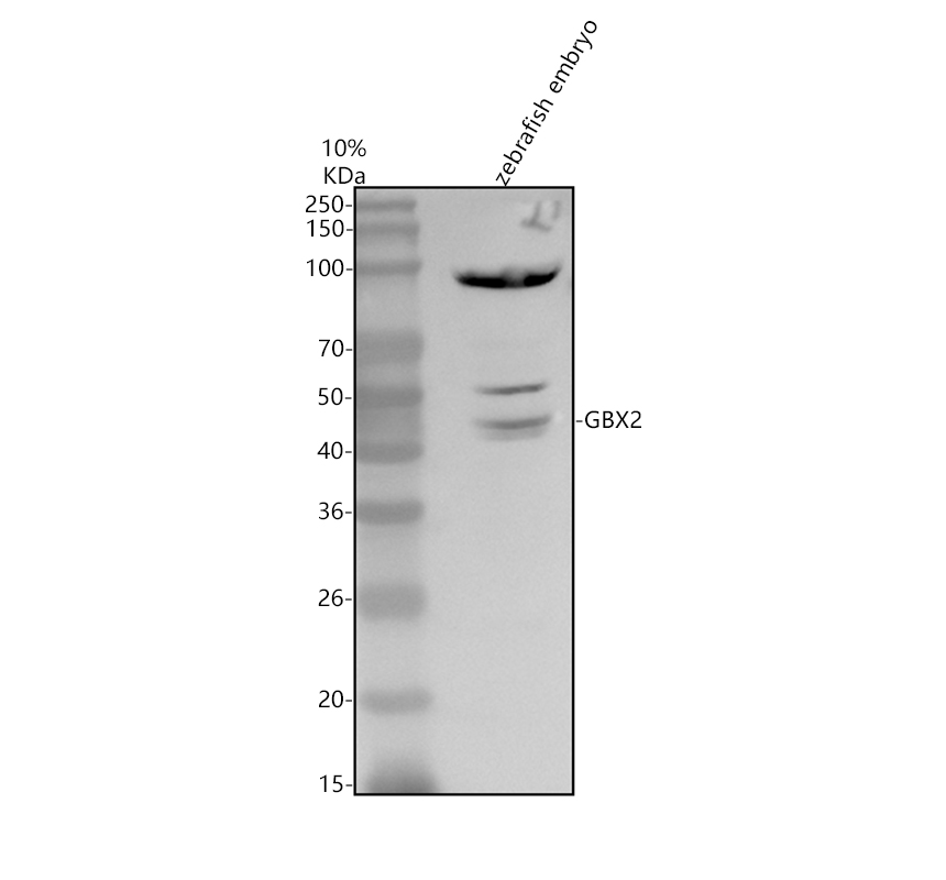 azf1ras9 tnfrsf1b primary antibodies wb testing 1