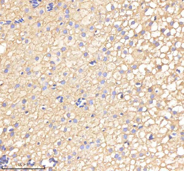 azf8w5l3 oat primary antibodies ihc testing 4