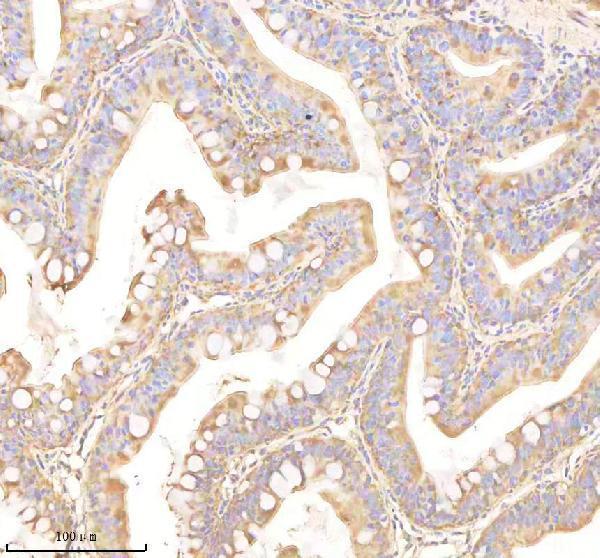 azf8w5l3 oat primary antibodies ihc testing 5
