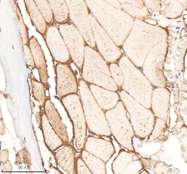 azf8w5l3 oat primary antibodies ihc testing 6