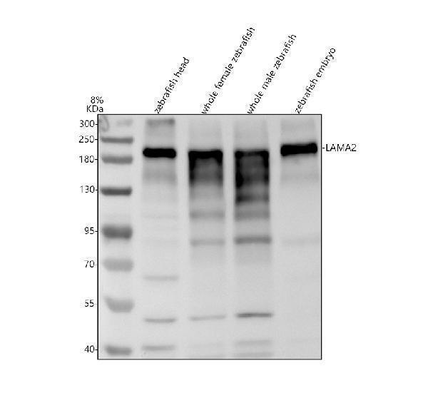 Western blot analysis of LAMA2 using anti-LAMA2 antibody (AZG8IHU0)