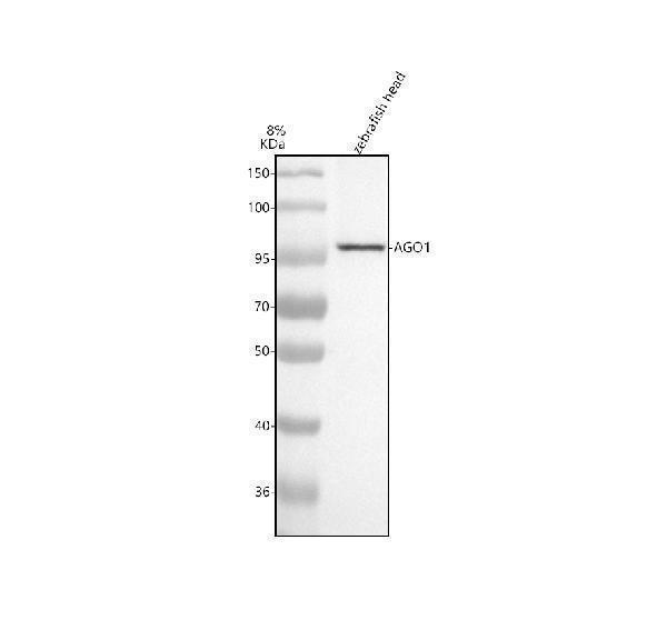  Western blot analysis of AGO1 using anti-AGO1 antibody (AZK4I6K9)