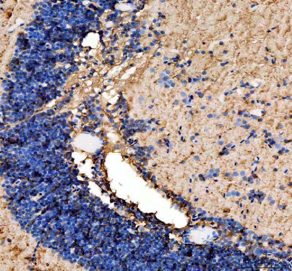  IHC analysis of Zebrafish AGO4 using anti-Zebrafish AGO4 antibody (AZK4IAH1)
