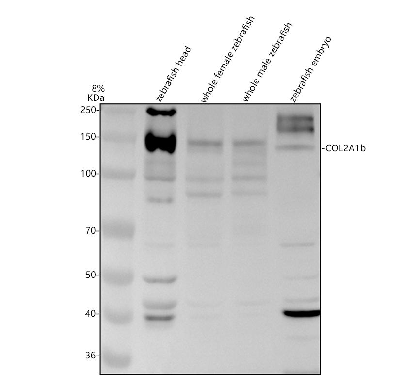 azl0s5l0 col2a1b primary antibodies wb testing 1