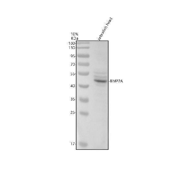 azo13109 bmp2a primary antibodies wb testing 1