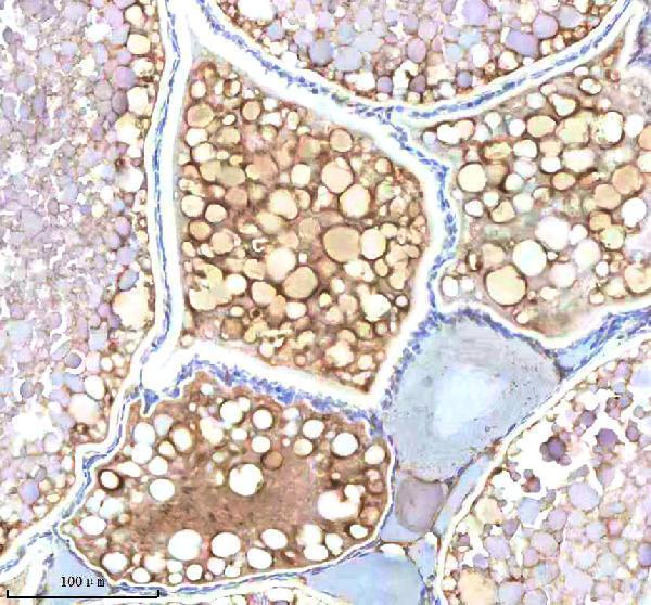 azo13144 ndr1 primary antibodies ihc testing 1