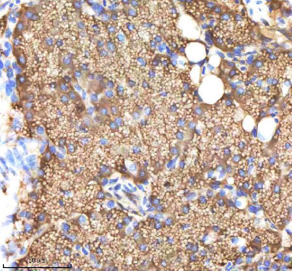 azo13144 ndr1 primary antibodies ihc testing 2