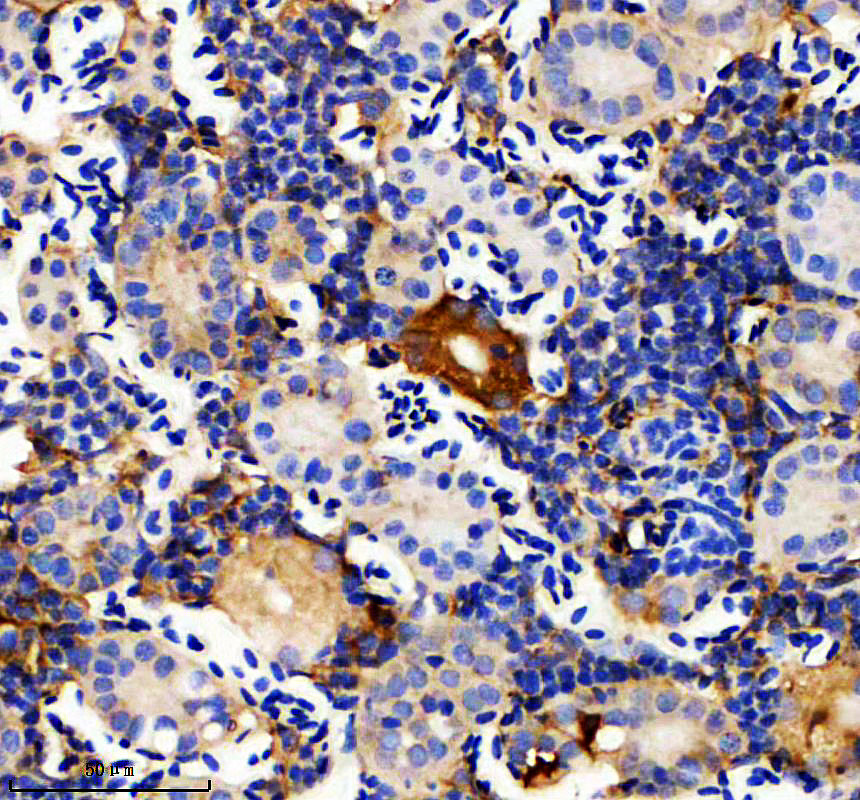 azo42364 apoeb primary antibodies ihc testing 1