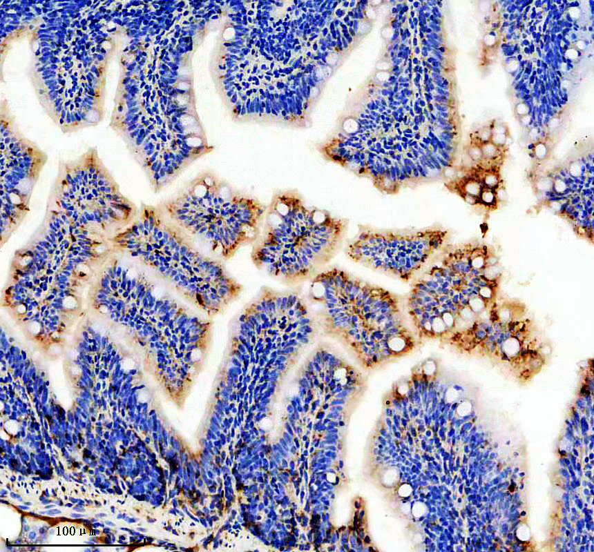 azo42364 apoeb primary antibodies ihc testing 2