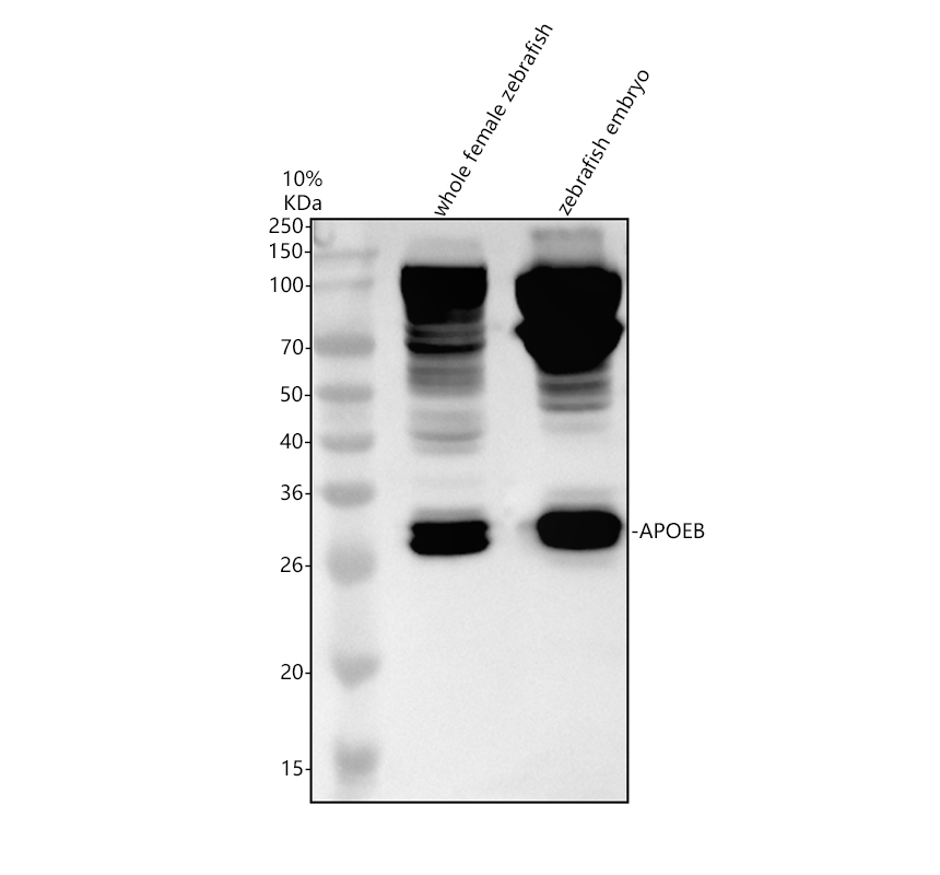 azo42364 apoeb primary antibodies wb testing 1