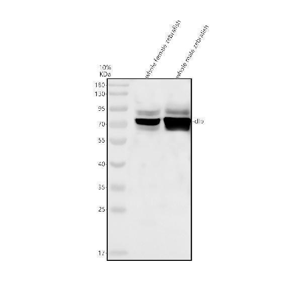 azo57409 dlb primary antibodies wb testing 1