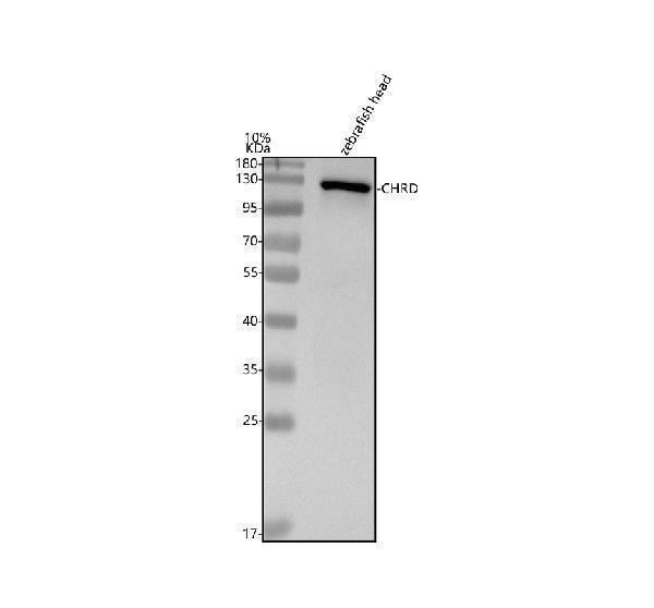  Western blot analysis of Chordin/CHRD using anti-Chordin/CHRD antibody (AZO57472)