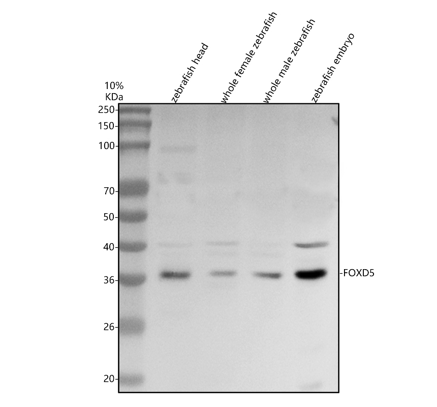azo73784 foxd5 primary antibodies wb testing 1