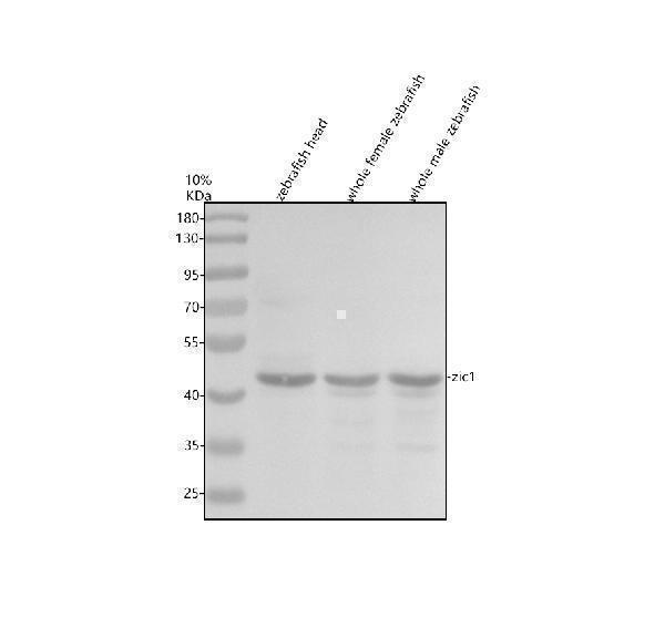 Western blot analysis of ZIC1 using anti-ZIC1 antibody (AZO93311)