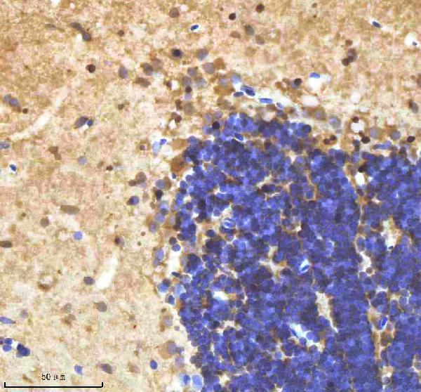 azo93369 bmp2b primary antibodies ihc testing 2