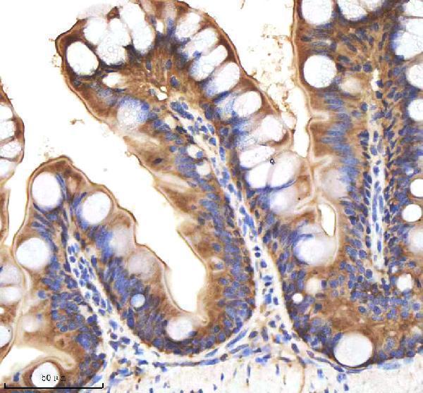 azo93369 bmp2b primary antibodies ihc testing 4