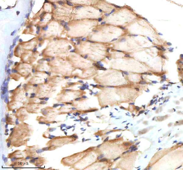 azo93369 bmp2b primary antibodies ihc testing 5