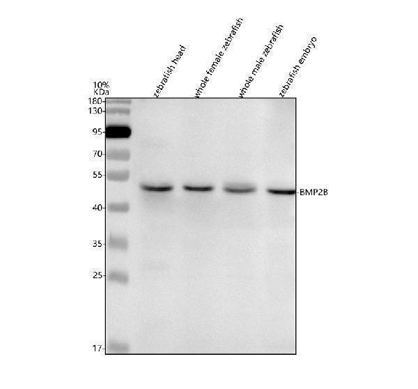 azo93369 bmp2b primary antibodies wb testing 1