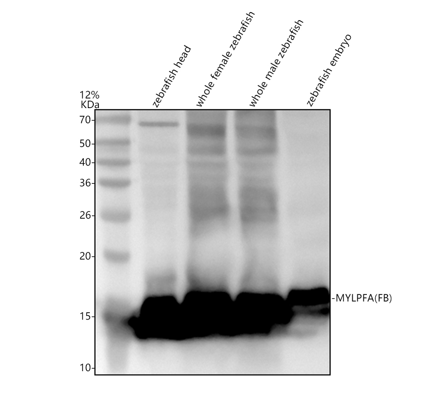 azo93409 mylpfa fb primary antibodies wb testing 1